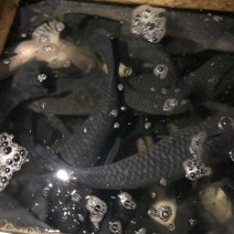 青鱼