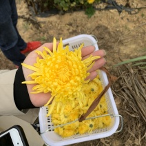 金丝皇菊