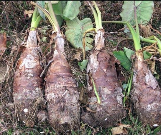 中国主要芋头产区地图示意