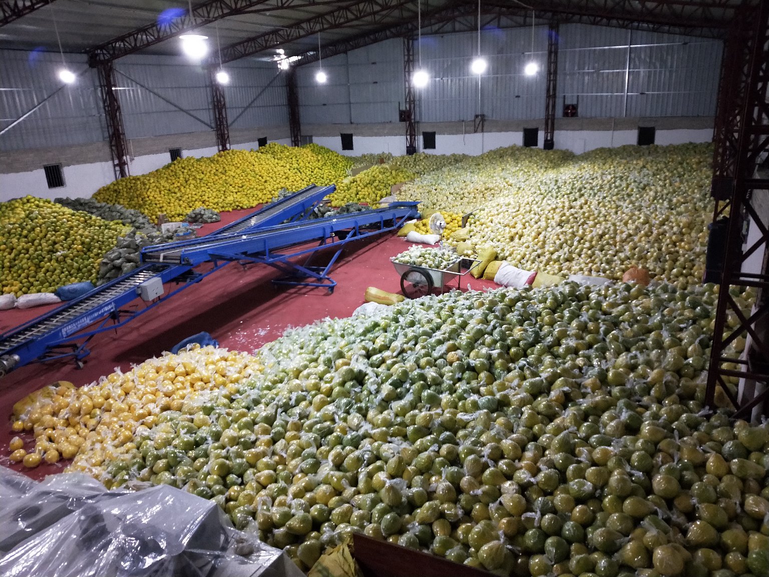 技术人员正在检查冷库中沙田柚的储存状态