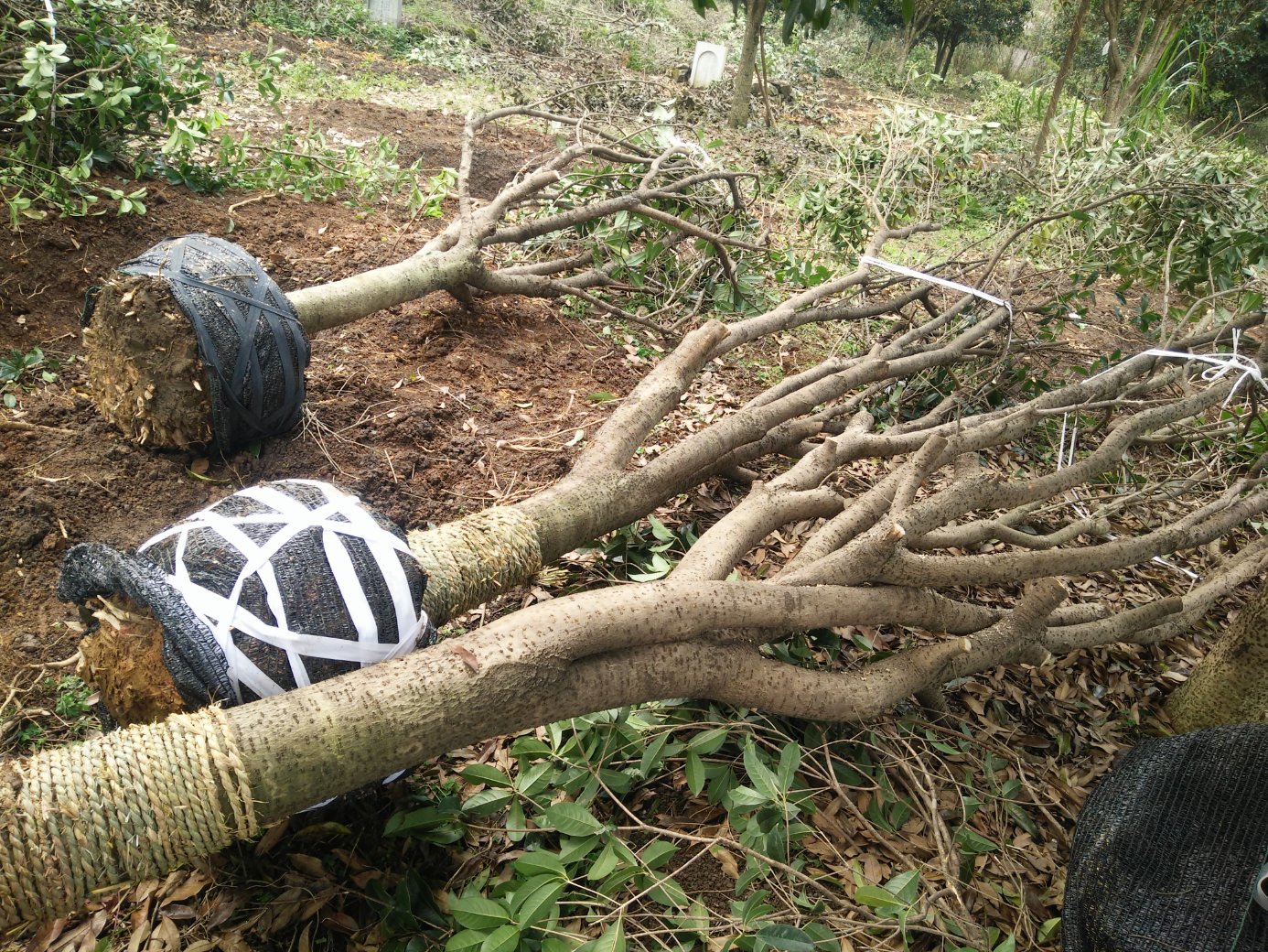 罗汉松冬季保温措施,展示地栽罗汉松根部覆盖稻草,起到保温防冻作用 罗汉松冬季保温覆盖稻草