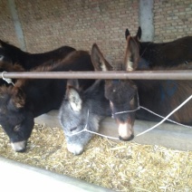 驴