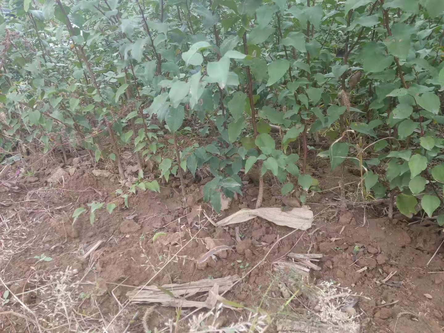 位于丘陵地带的阶梯式杏园,层层梯田整齐排列,每级台面种植一行杏树,地面覆盖黑色地布,远处农民正在操作无人机进行叶面施肥作业 山地杏园梯田种植实景图