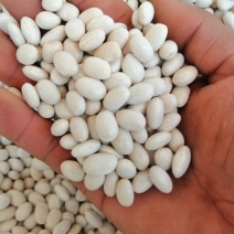 云南精品小白云豆价格从优