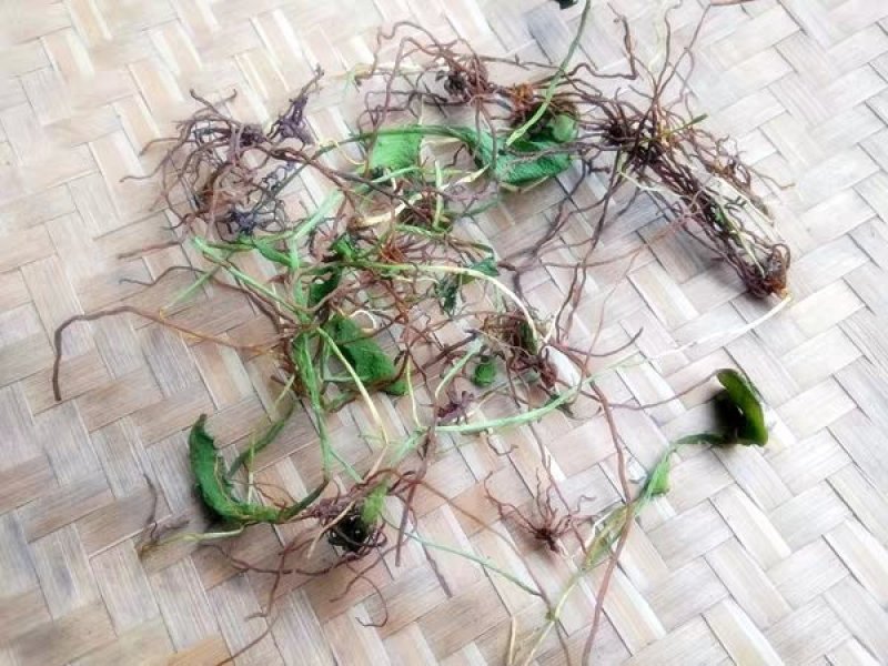 一支箭,蛇须草,蛇吐须青藤蛇100克包邮`