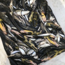 东北野生鲶鱼