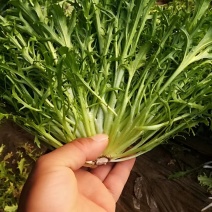 精品苦菊批发苦菊大量上市高端品质货量巨大日供万斤以上