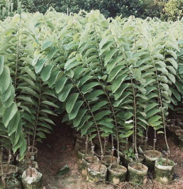 台湾榴莲释迦苗大果榴莲释迦苗提供种植修剪管理技术