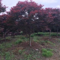 红枫树苗四季中国红枫日本红枫树苗红舞姬美国红枫盆景盆栽