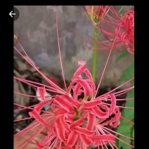 彼岸花