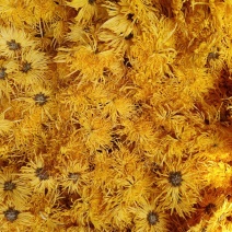干菊花