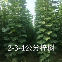 梓树