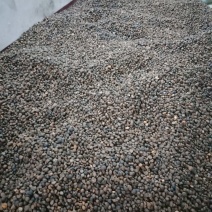 正宗本地野生茶籽，质量保证,出油率高一手货