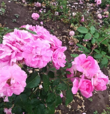 耐寒月季东北耐寒月季粉牡丹辽宁月季基地