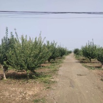 河南鄢陵红梅、美人梅、红叶桃基地