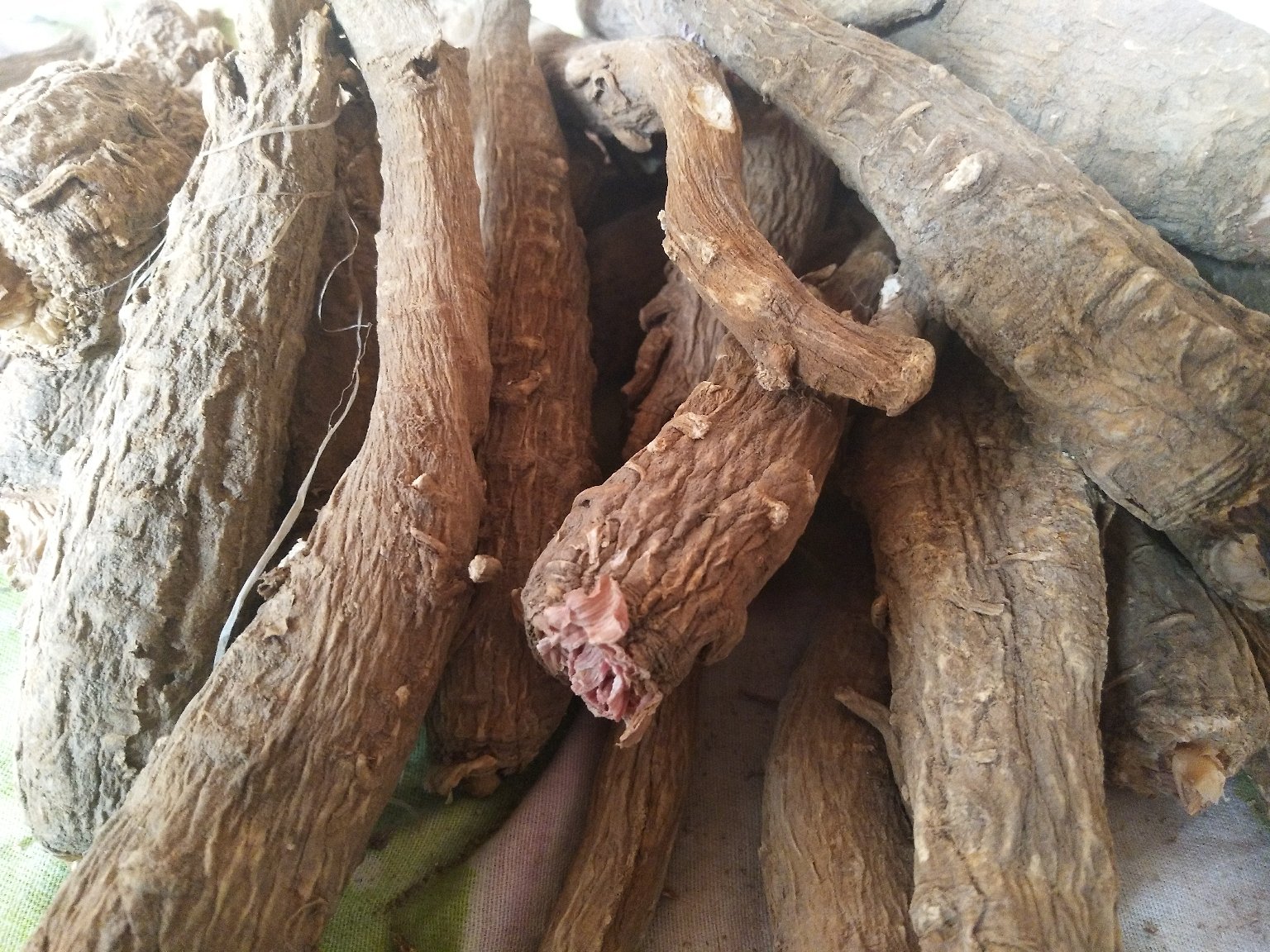 一株完整的白芷植物,展示其羽状复叶、伞形花序;旁边摆放干燥后的川白芷根部,呈圆锥形,表面黄白色至淡棕黄色,有纵向皱纹和横向皮孔,断面洁白,质地致密 白芷全株及干燥根部特写