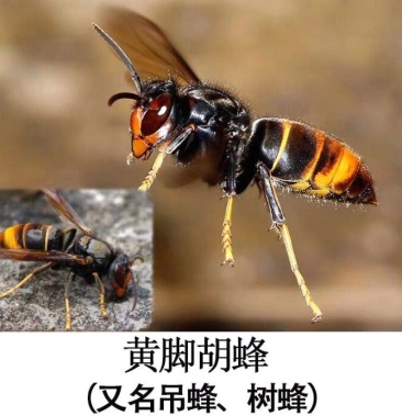 黄脚胡蜂泡酒胡蜂胡蜂酒
