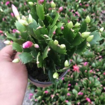 蟹爪兰，，，，，，。。。。。。