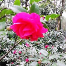 茶花，茶梅
