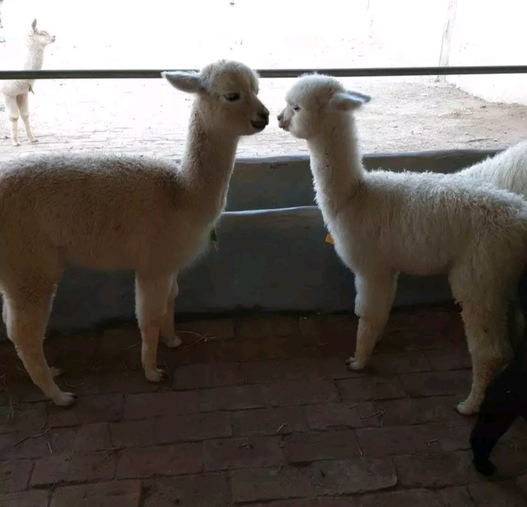 羊驼与小朋友互动