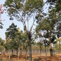 黄山栾树15-20苗圃大量现货供应指树挖树上货快
