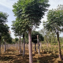 黄山栾树15-20苗圃直供批发量大从优手续齐全