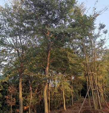 朴树1860骨架移植朴树丛生朴树多杆朴树多头朴树