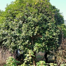 桂花四季桂八月桂丹桂农户直销手续齐全一手货源
