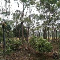 黄山栾树苗圃直供上千颗指树挖树质量保证随时起苗发货