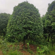 桂花四季桂八月桂丹桂农户货源直供批发质量保证