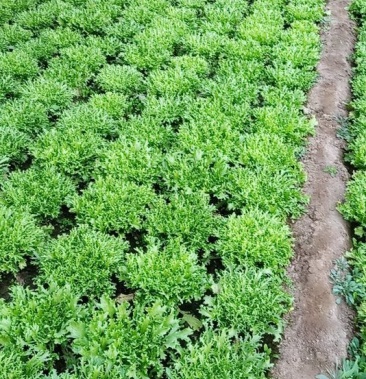 [苦菊批发]苦菊价格0.80元/斤 - 一亩田