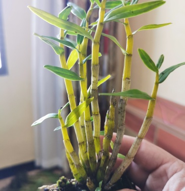 3级290访客104沟通商家其他商品藏黄花铜皮198人看过06300