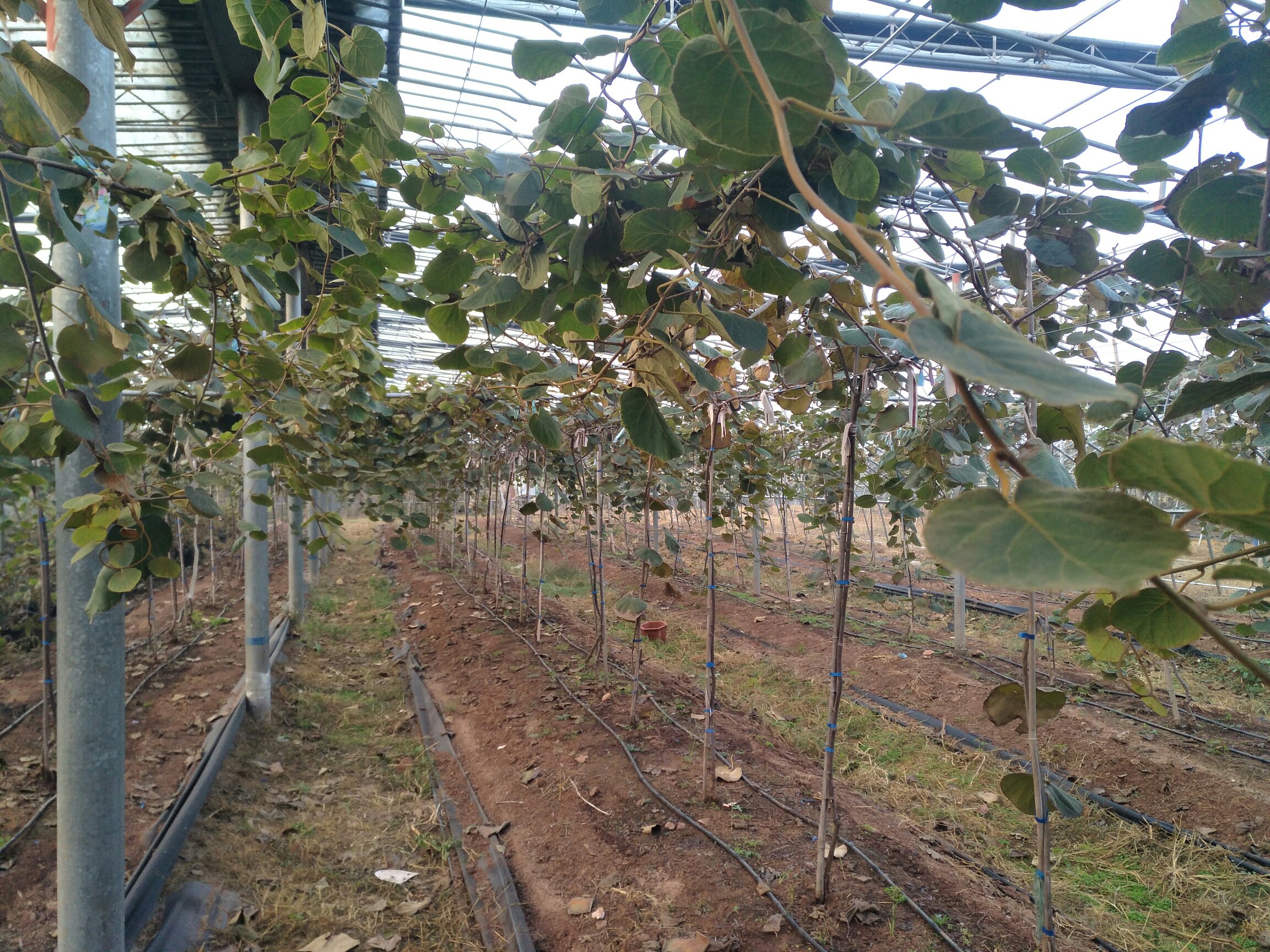 航拍视角:山东临沂猕猴桃基地春季定植作业。可见标准化龟背形定植墩(覆黑色地膜)、精准定位的雌雄株标记牌(红牌为雌株‘佳良’,蓝牌为雄株‘TM-2’)、工人正进行嫁接口露头校准(尺量显示接口高于地表6.2cm)。背景为已拉设的镀锌钢丝架材,行距3.5m清晰可见。 软枣子猕猴桃标准化定植现场图