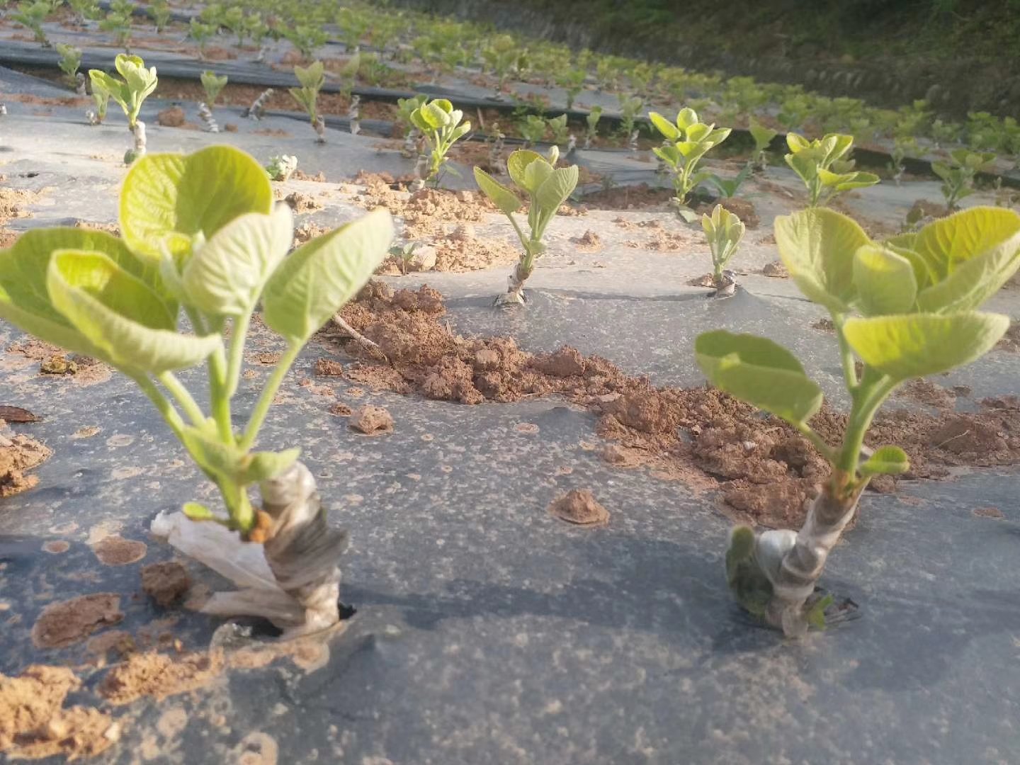 展示猕猴桃种植地的土壤翻耕和有机肥施用场景 猕猴桃地选址与土壤改良