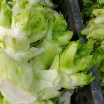精品儿菜，现货