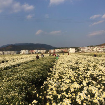 福白菊胎菊