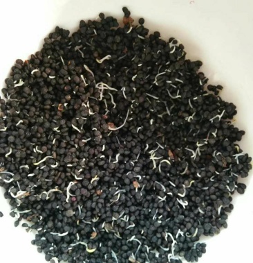 太子参种子预售2022年质量保证欢迎各位