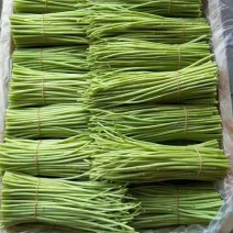 新鲜嫩绿精品芦蒿散包都有