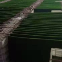 仿真苔藓可视频定货支持线上保障交易