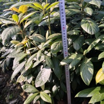 供应30万棵50-200CM高浙江楠杯苗