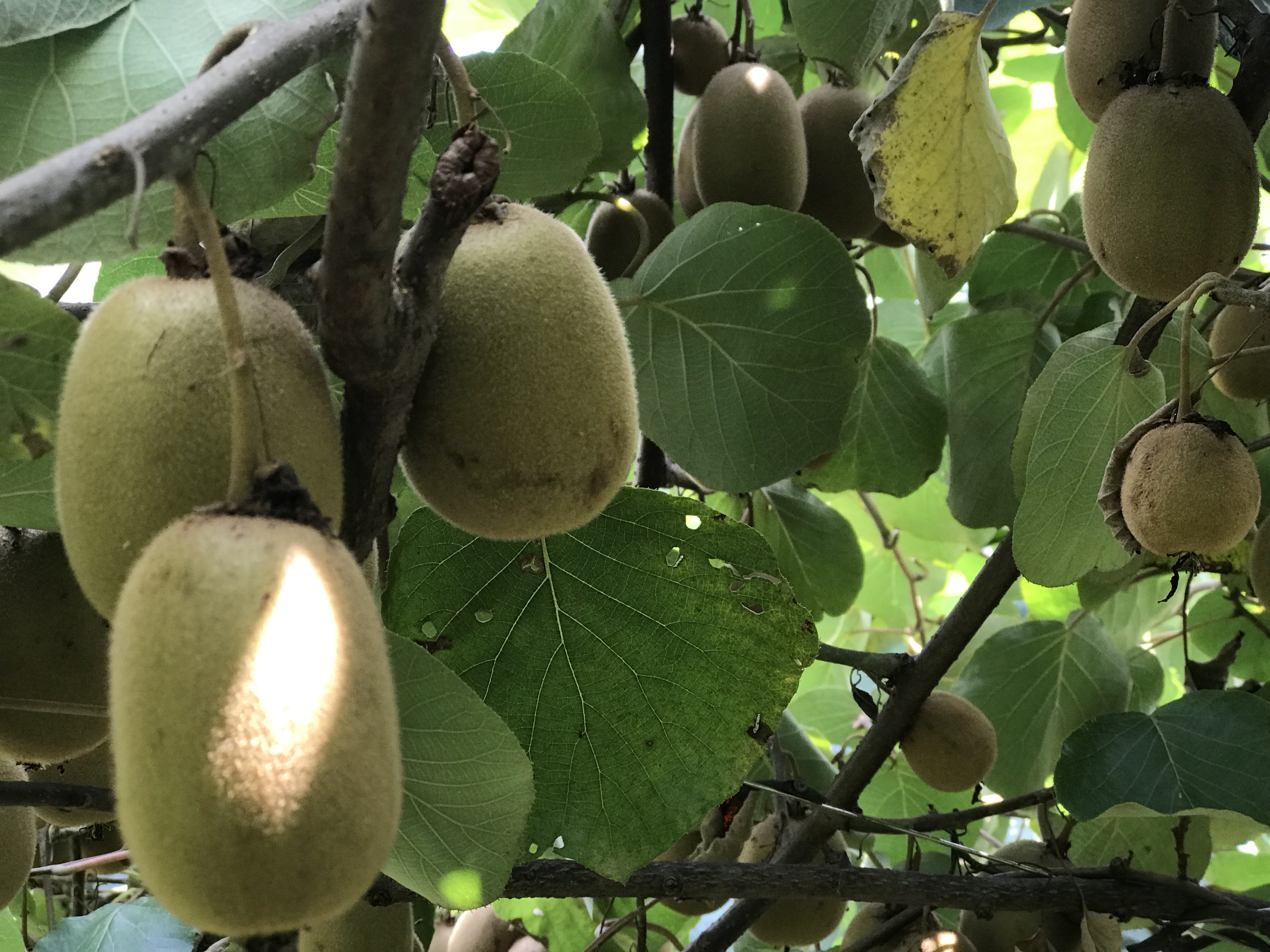 黄心猕猴桃与普通绿心猕猴桃的植株对比图