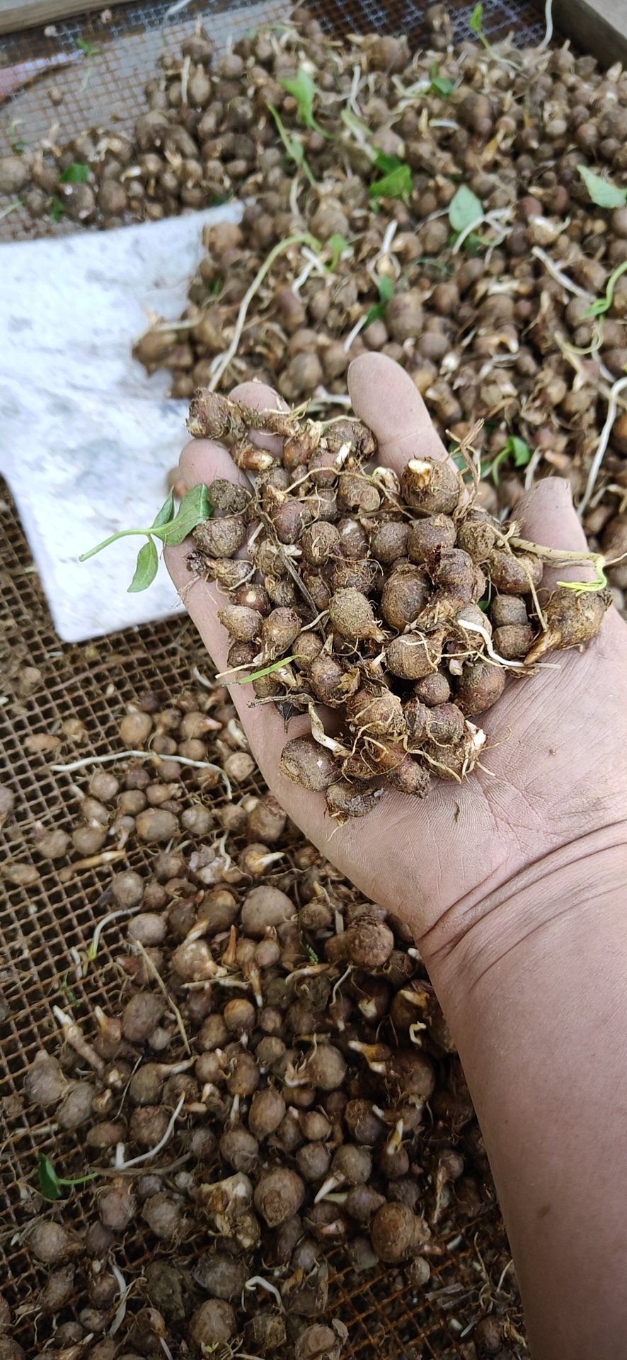 [半夏种子批发]旱半夏种子 半夏种球 野生半夏 湖南产地直发一手货源
