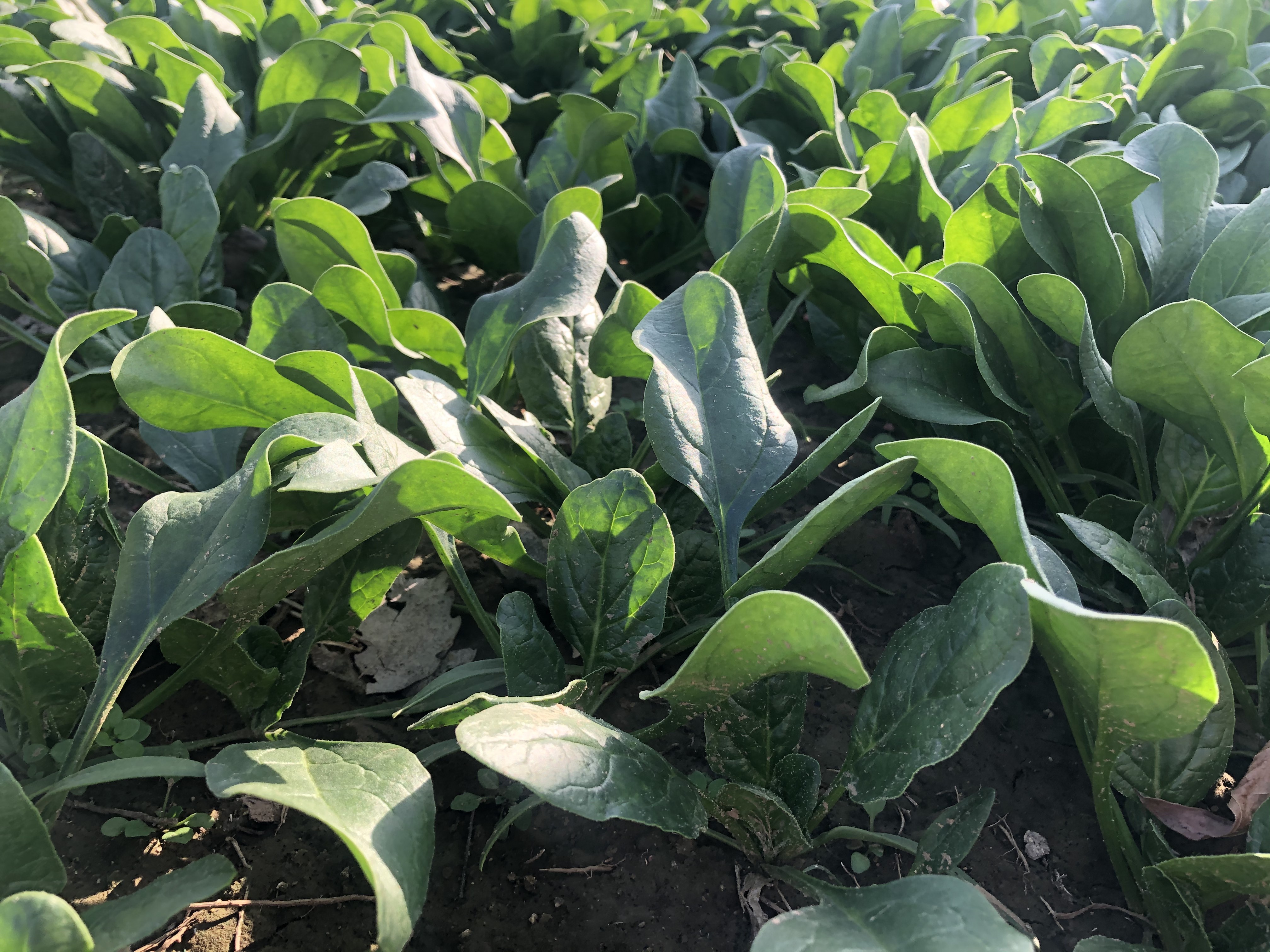 一株新鲜的小叶菠菜,叶片小巧密集,颜色为鲜亮的深绿色,叶面光滑无斑点,根部洁白,整体呈簇状生长,背景为田园土壤环境,光线自然柔和 小叶菠菜特写