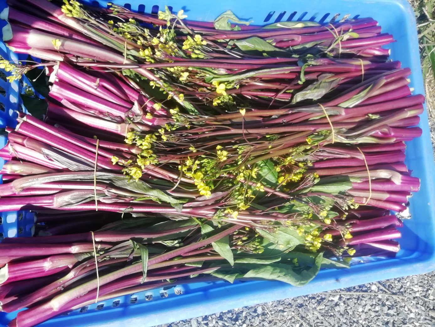 干红菜苔成品与含水量检测对比图