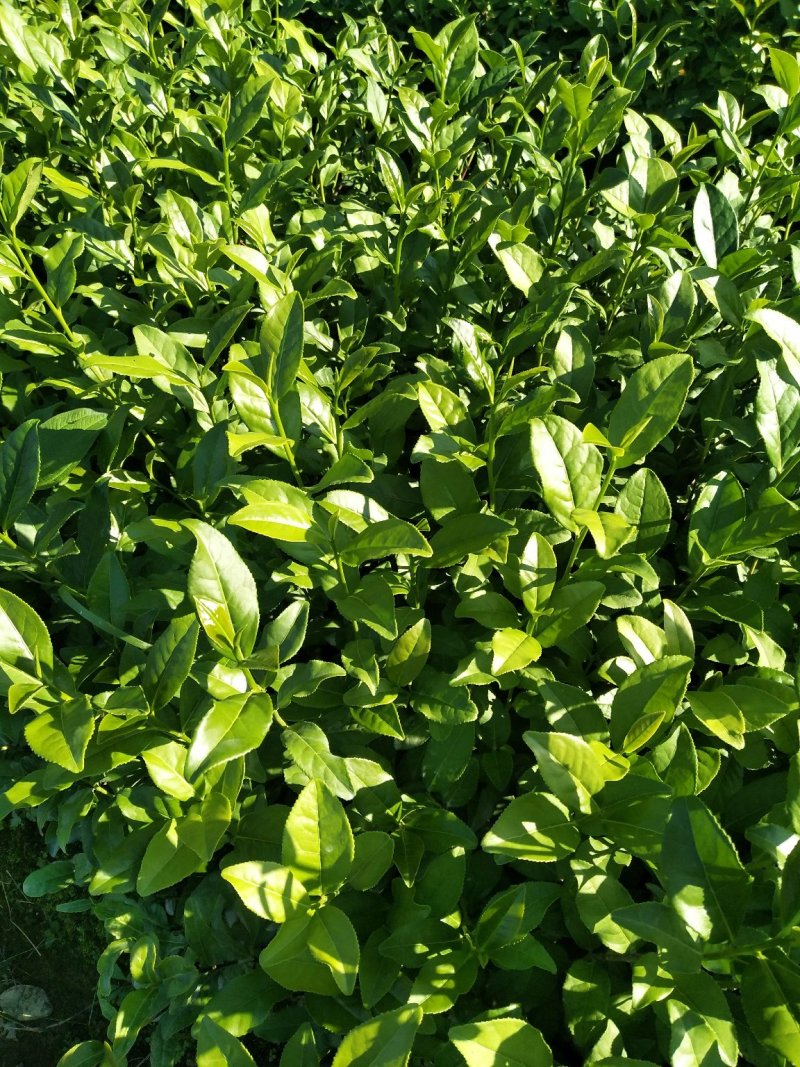 福建泉州安溪县茶树苗 0.53元/棵金牡丹茶苗,丹