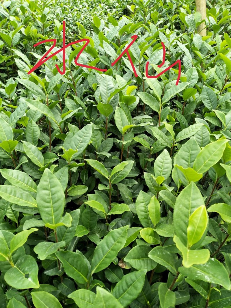 福建泉州安溪县茶树苗 0.53元/棵金牡丹茶苗,丹