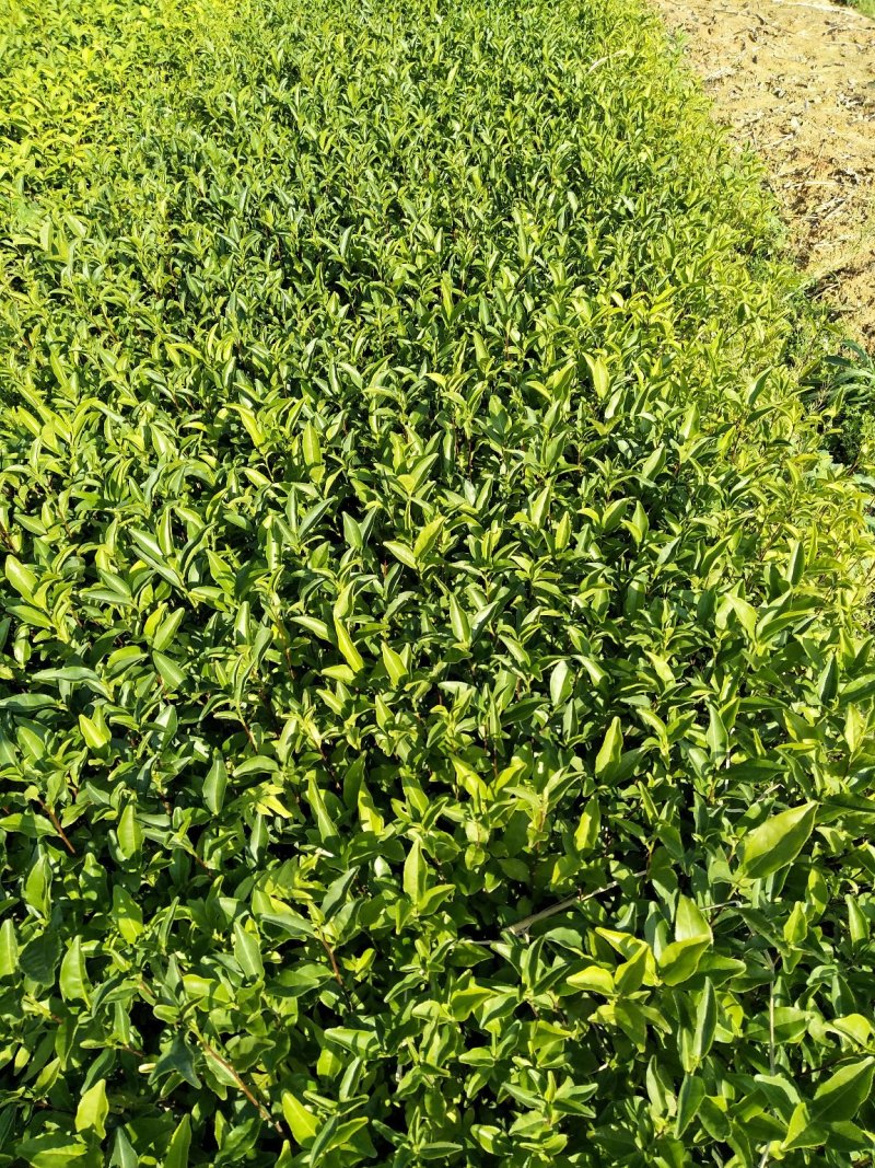 福建泉州安溪县茶树苗 0.53元/棵金牡丹茶苗,丹