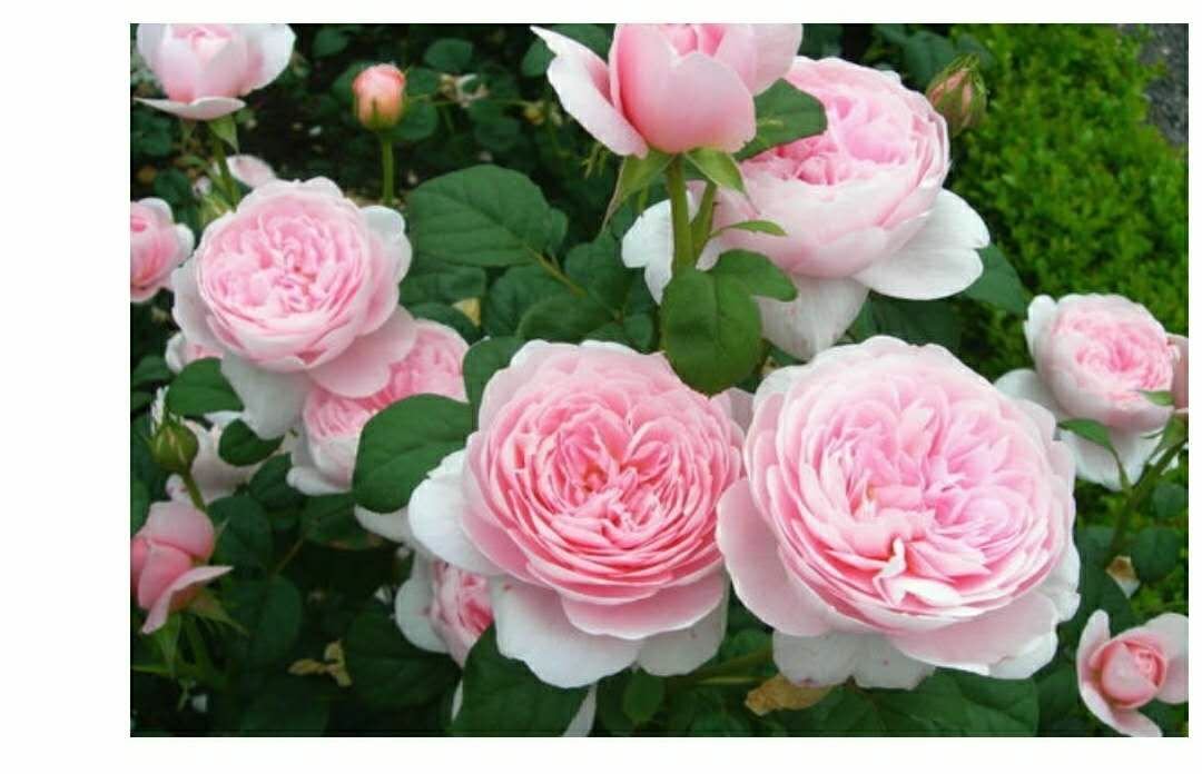 欧洲月季的典型花型