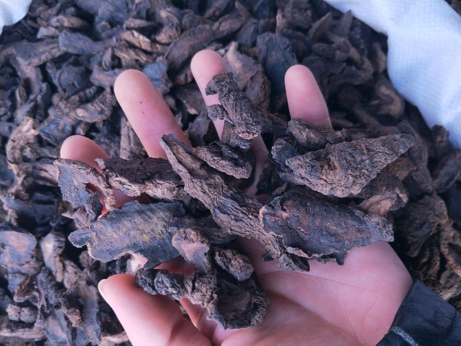 专业中药师手持大黄姜干燥饮片,背景为标准中药斗柜,突出饮片形态、颜色、质地特征,体现道地药材鉴别场景 中医师指导患者辨识大黄姜饮片:棕黄色片状,边缘微卷,断面金黄油润,气香特异,味苦辛