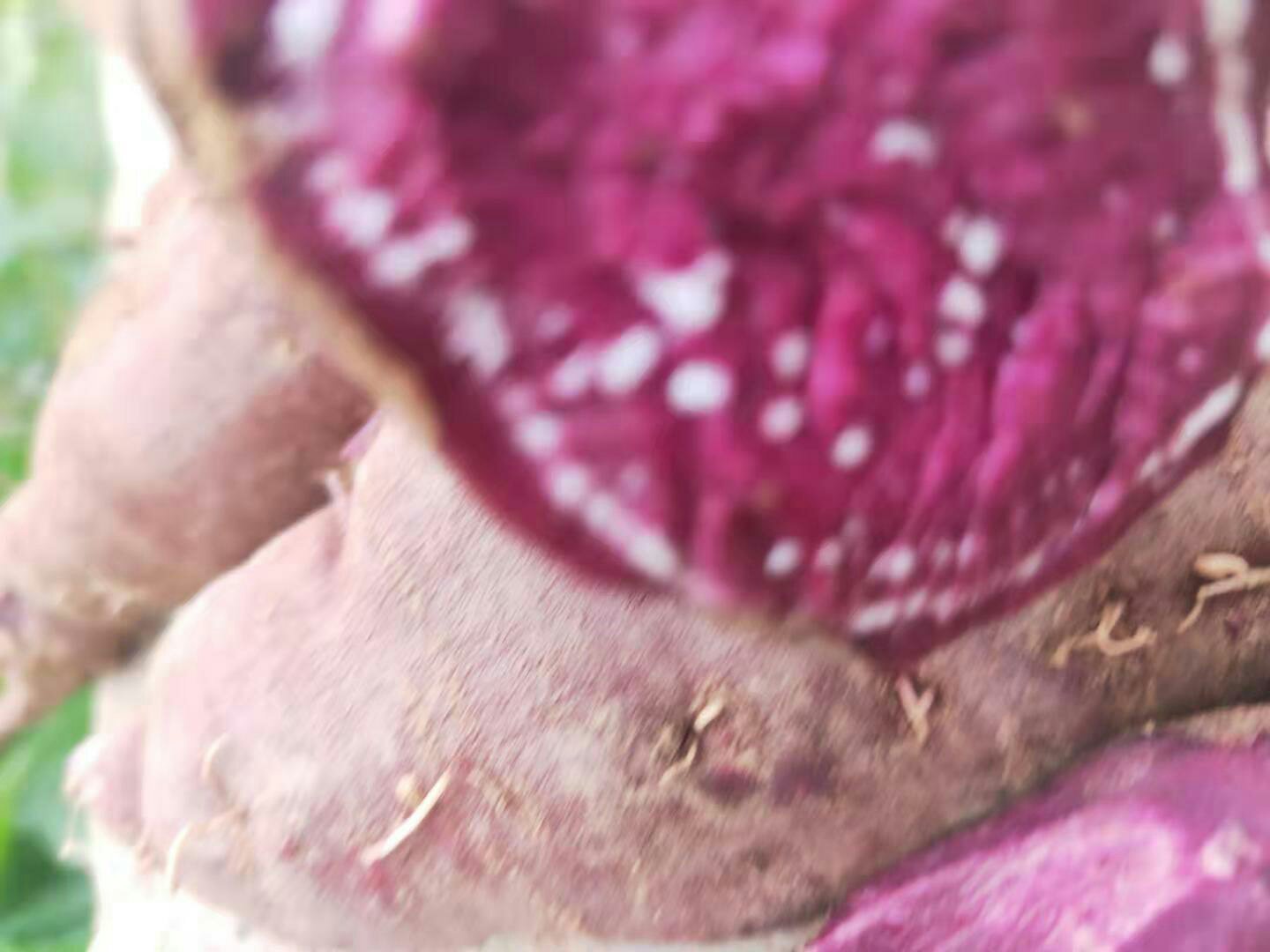 特写镜头展示一颗去皮后呈半透明状、内部呈现淡紫色条纹的蒸熟小紫薯，表面有光泽，背景为竹制蒸笼和绿叶衬托